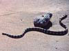 snake image